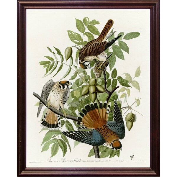 American Sparrow Hawk-VINAPP116375 Print 20"x15.75" by Vintage Apple Collection