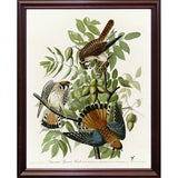 American Sparrow Hawk-VINAPP116375 Print 20"x15.75" by Vintage Apple Collection
