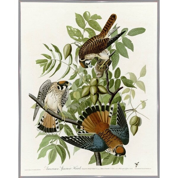 American Sparrow Hawk-VINAPP116375 Print 20"x15.75" by Vintage Apple Collection
