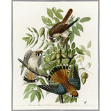 American Sparrow Hawk-VINAPP116375 Print 20"x15.75" by Vintage Apple Collection