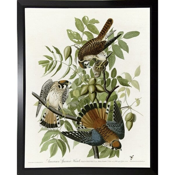 American Sparrow Hawk-VINAPP116375 Print 20"x15.75" by Vintage Apple Collection