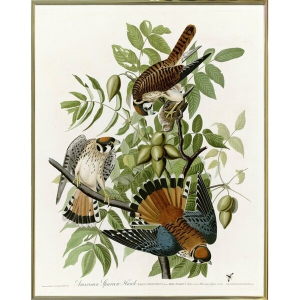 American Sparrow Hawk-VINAPP116375 Print 20"x15.75" by Vintage Apple Collection