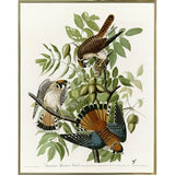 American Sparrow Hawk-VINAPP116375 Print 20"x15.75" by Vintage Apple Collection