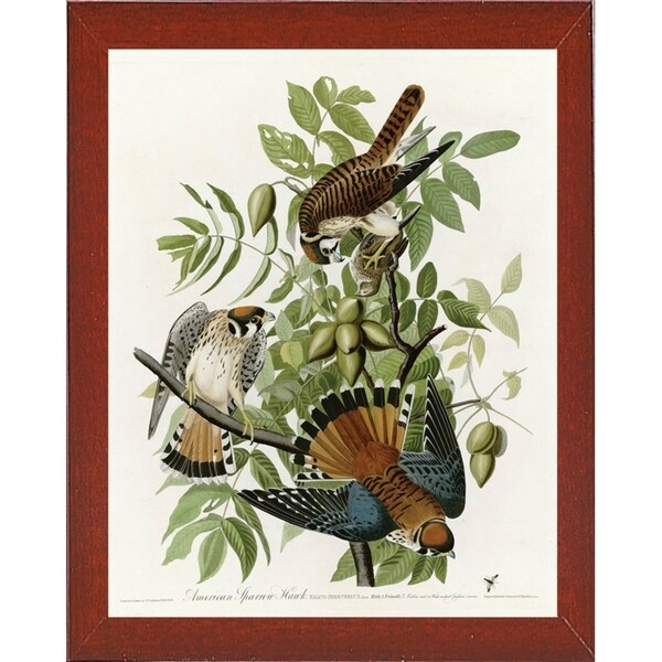 American Sparrow Hawk-VINAPP116375 Print 20"x15.75" by Vintage Apple Collection