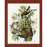 American Sparrow Hawk-VINAPP116375 Print 20"x15.75" by Vintage Apple Collection