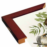 American Sparrow Hawk-VINAPP116375 Print 20"x15.75" by Vintage Apple Collection