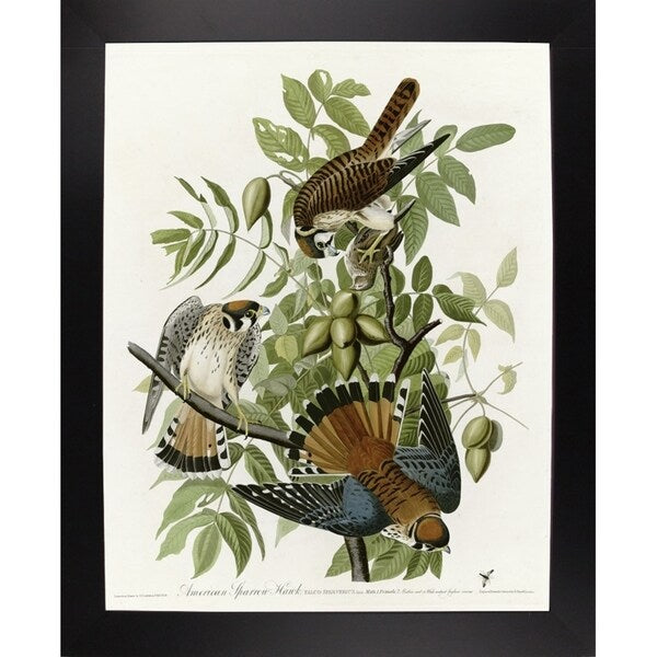American Sparrow Hawk-VINAPP116375 Print 20"x15.75" by Vintage Apple Collection