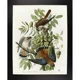 American Sparrow Hawk-VINAPP116375 Print 20"x15.75" by Vintage Apple Collection