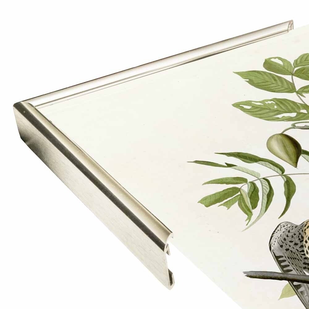 American Sparrow Hawk-VINAPP116375 Print 20"x15.75" by Vintage Apple Collection