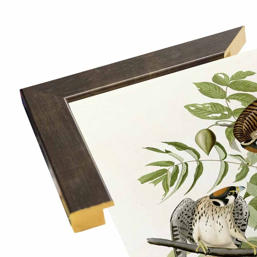 American Sparrow Hawk-VINAPP116375 Print 20"x15.75" by Vintage Apple Collection