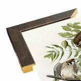 American Sparrow Hawk-VINAPP116375 Print 20"x15.75" by Vintage Apple Collection