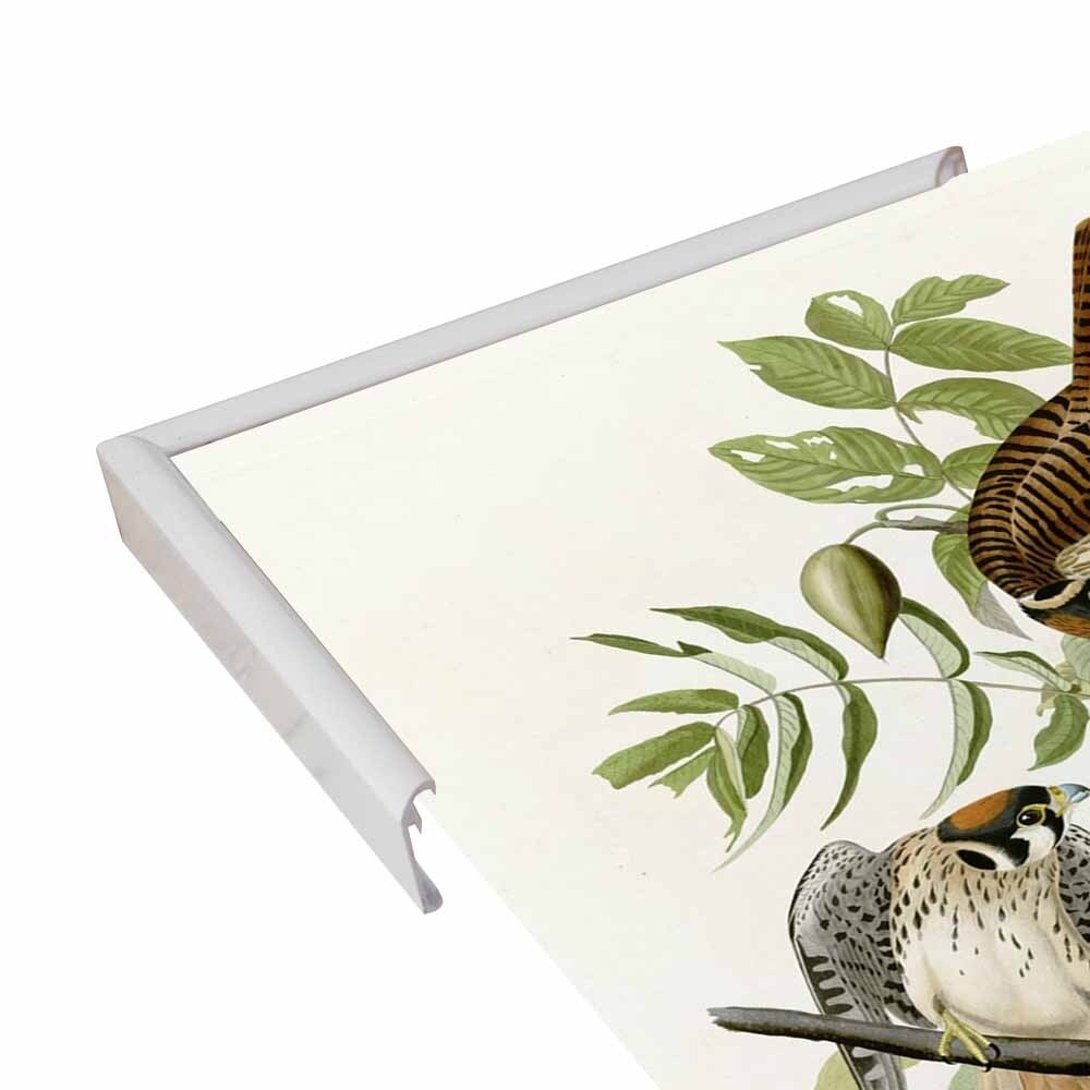 American Sparrow Hawk-VINAPP116375 Print 20"x15.75" by Vintage Apple Collection