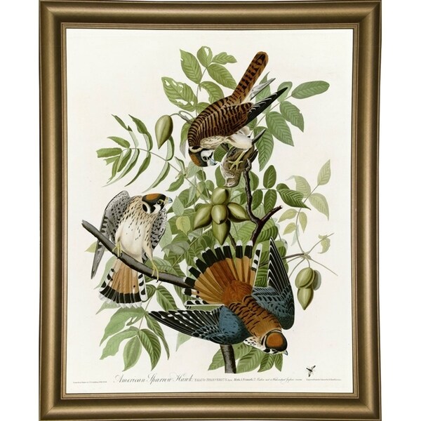 American Sparrow Hawk-VINAPP116375 Print 20"x15.75" by Vintage Apple Collection