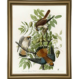 American Sparrow Hawk-VINAPP116375 Print 20"x15.75" by Vintage Apple Collection
