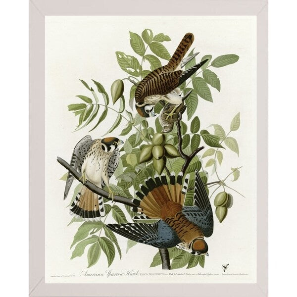 American Sparrow Hawk-VINAPP116375 Print 20"x15.75" by Vintage Apple Collection