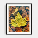 Amsterdam North Holland Netherlands Maple Autumn Art Print/Poster