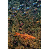 Aquarium 2-JAMJOH131771 Print 30"x20.5" by James W. Johnson