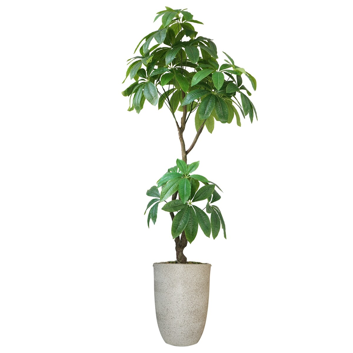 Artificial Faux Real Touch 6.67 Ft R/T Pachira Aqua In Planter - Green - 80" Tall