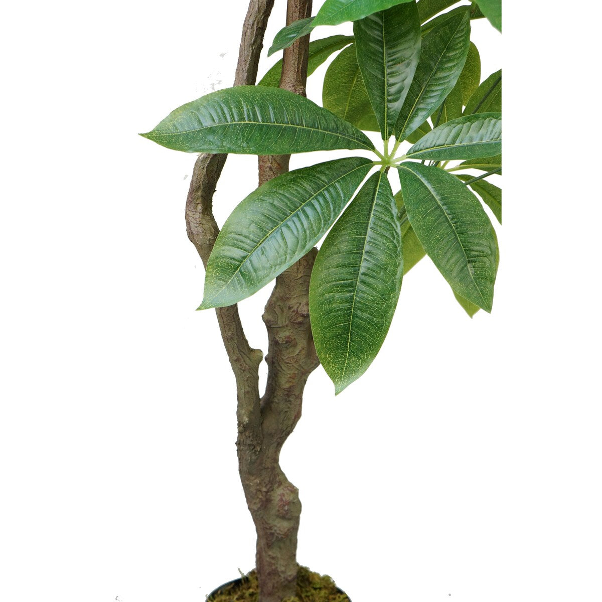 Artificial Faux Real Touch 6.67 Ft R/T Pachira Aqua In Planter - Green - 80" Tall