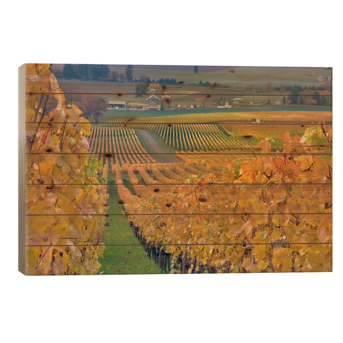 Autumn Vineyard Landscape, Stoller Family Estate, Yamhill County, Oregon, USA Print On Wood by Janis Miglavs - Multi-Color