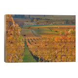 Autumn Vineyard Landscape, Stoller Family Estate, Yamhill County, Oregon, USA Print On Wood by Janis Miglavs - Multi-Color