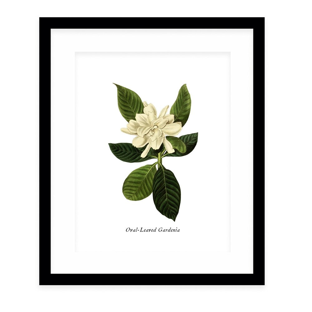 BOTANICAL THREE Black Framed Giclee Print By Kavka Designs