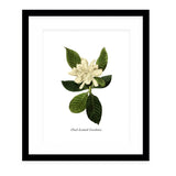 BOTANICAL THREE Black Framed Giclee Print By Kavka Designs