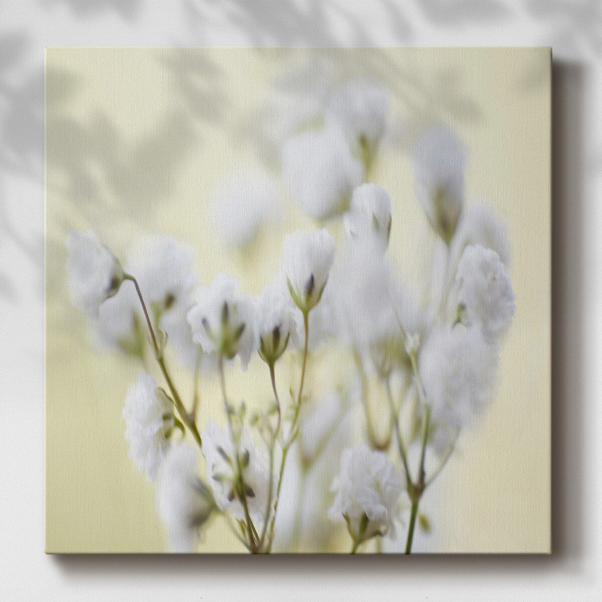 Baby's Breath Study IV-Gallery Wrapped Canvas