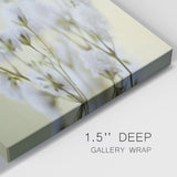 Baby's Breath Study IV-Gallery Wrapped Canvas