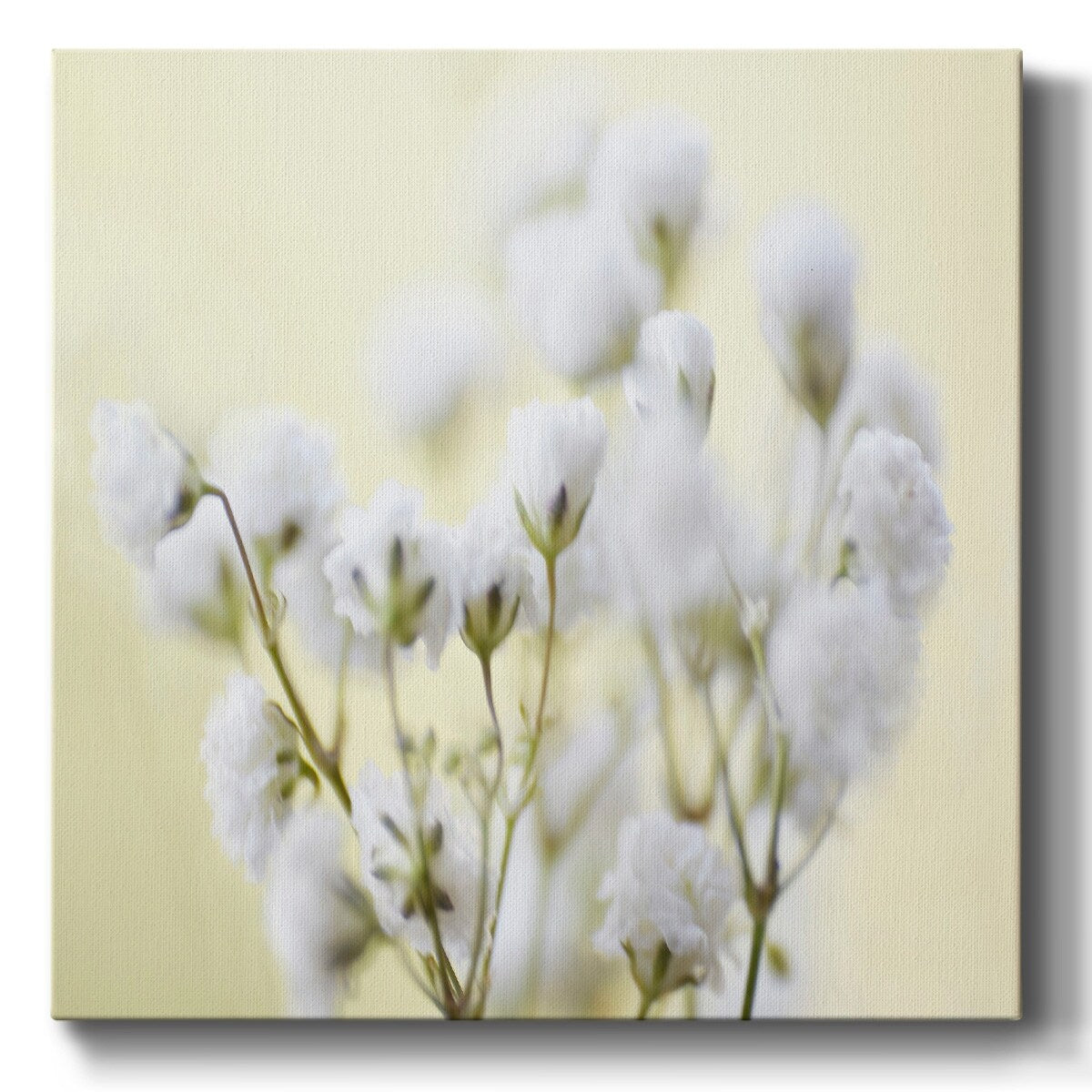 Baby's Breath Study IV-Gallery Wrapped Canvas