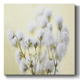 Baby's Breath Study IV-Gallery Wrapped Canvas