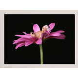 Bay in a Big Daisy-TANHOV93037 Print 5.25"x7.25" by Tanya Hovey