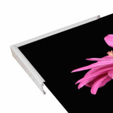 Bay in a Big Daisy-TANHOV93037 Print 5.25"x7.25" by Tanya Hovey