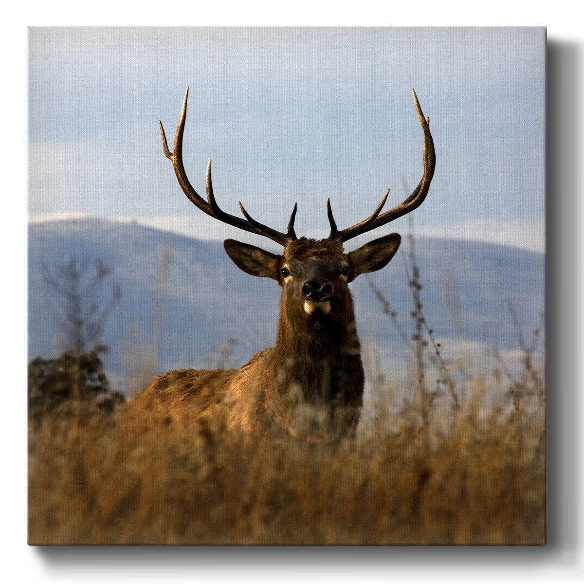 Big Elk Charlo-Gallery Wrapped Canvas