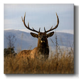 Big Elk Charlo-Gallery Wrapped Canvas