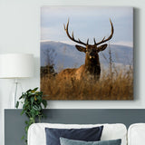 Big Elk Charlo-Gallery Wrapped Canvas