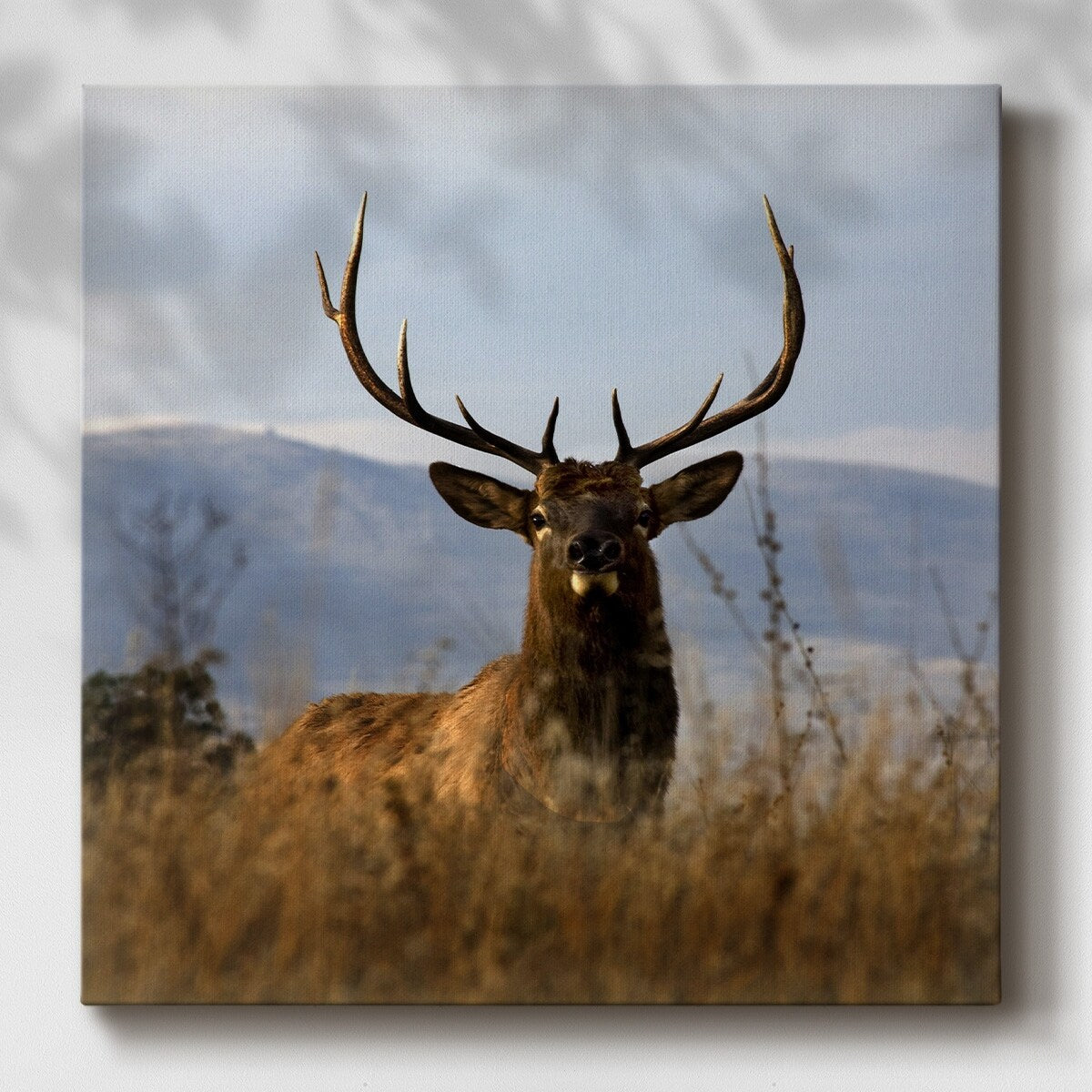 Big Elk Charlo-Gallery Wrapped Canvas