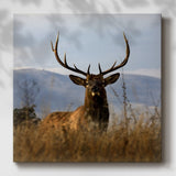 Big Elk Charlo-Gallery Wrapped Canvas
