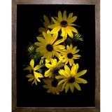Black Eye Susan-SUSBAR85688 Print 29.25"x22.75" by Susan S. Barmon
