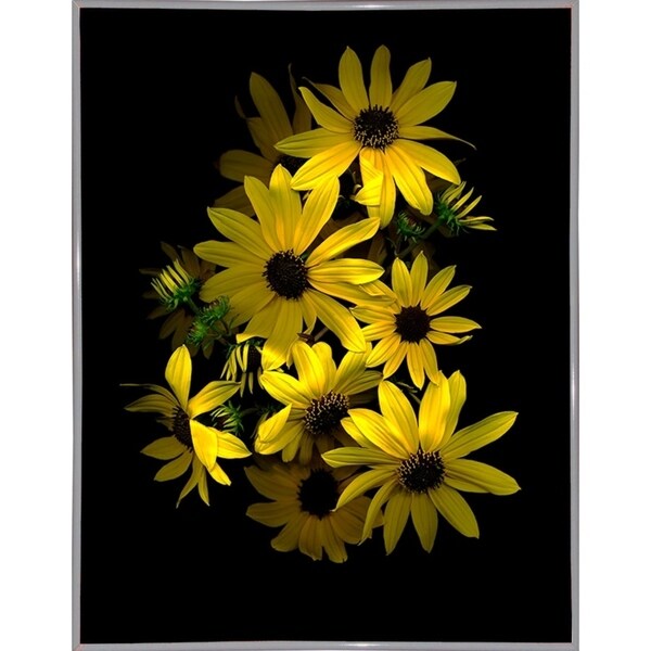 Black Eye Susan-SUSBAR85688 Print 29.25"x22.75" by Susan S. Barmon