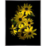 Black Eye Susan-SUSBAR85688 Print 29.25"x22.75" by Susan S. Barmon