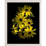 Black Eye Susan-SUSBAR85688 Print 29.25"x22.75" by Susan S. Barmon