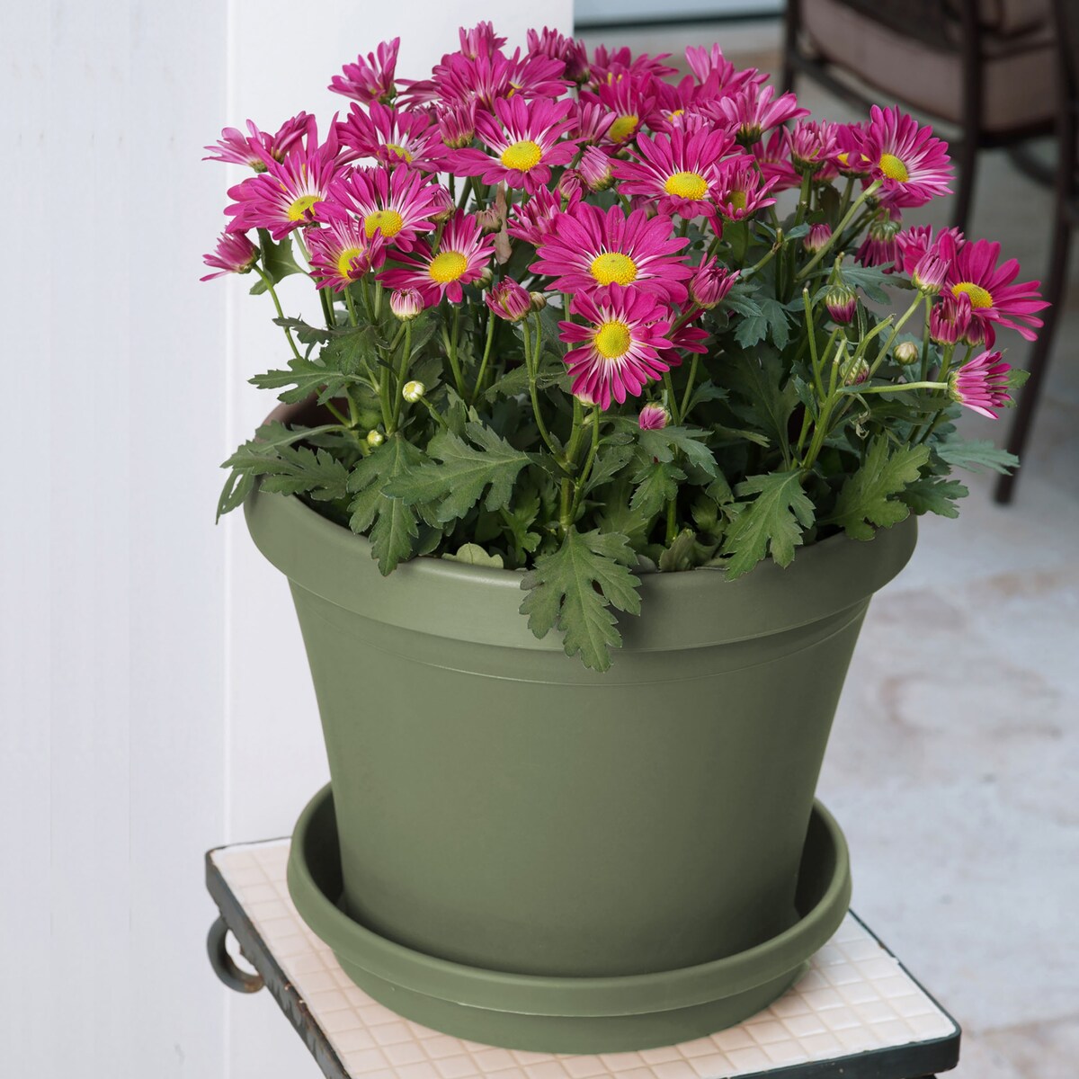 Bloem Terra Plant Saucer Tray for Planters 3-6" Living Green - 4.75
