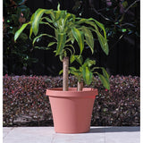 Bloem Terra Pot 4-inch Terra Cotta Planter