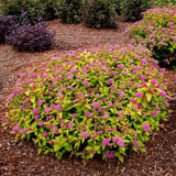 Bloomin' Easy Spiraea Rainbow Fizz 4" Potted Rocketliners by Van Zyverden