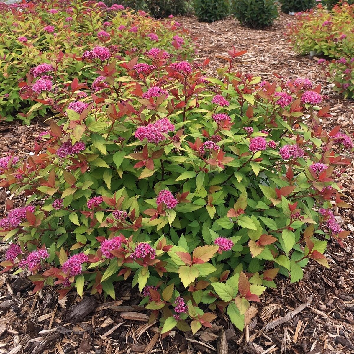Bloomin' Easy Spiraea Rainbow Fizz 4" Potted Rocketliners by Van Zyverden
