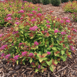 Bloomin' Easy Spiraea Rainbow Fizz 4" Potted Rocketliners by Van Zyverden