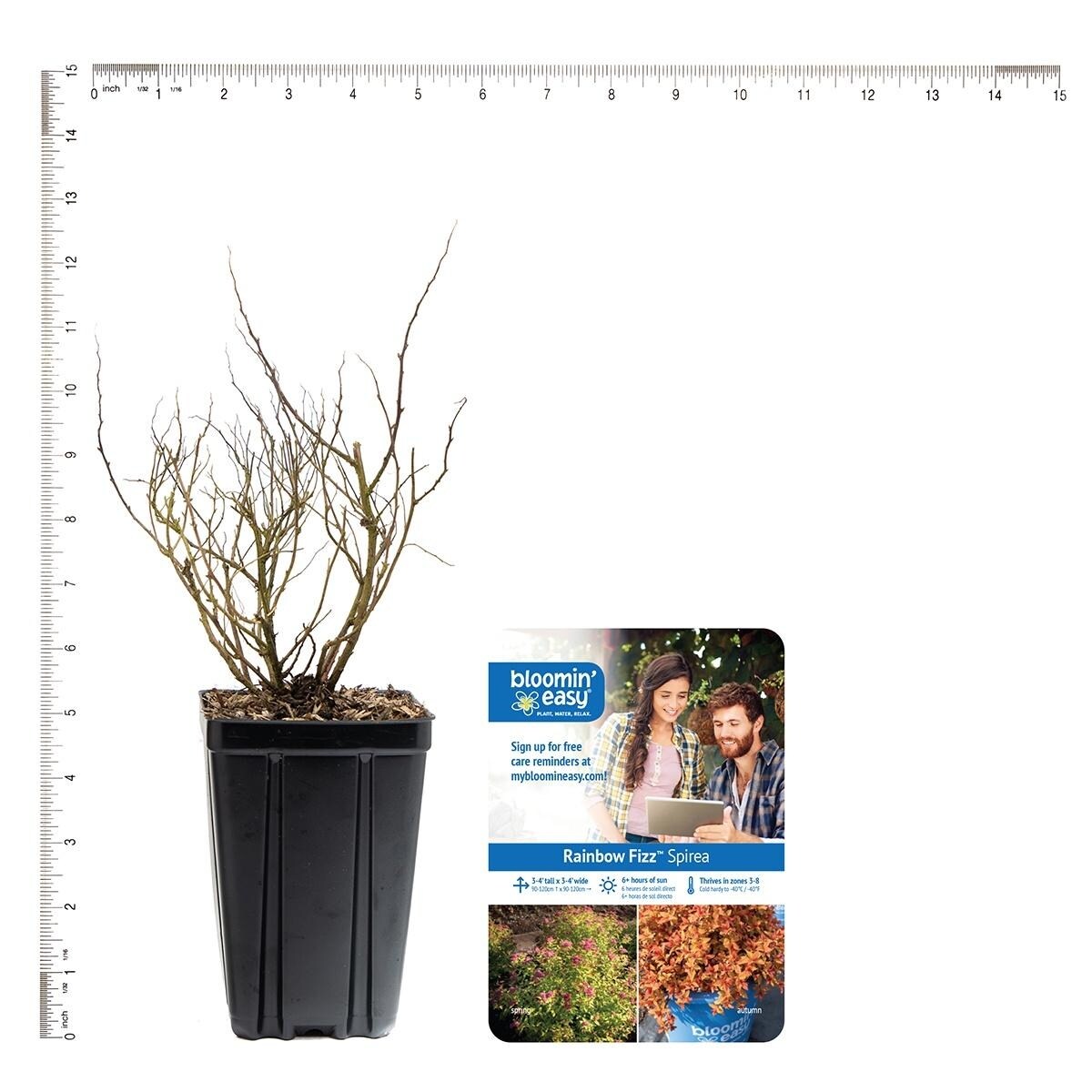 Bloomin' Easy Spiraea Rainbow Fizz 4" Potted Rocketliners by Van Zyverden
