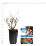 Bloomin' Easy Spiraea Rainbow Fizz 4" Potted Rocketliners by Van Zyverden