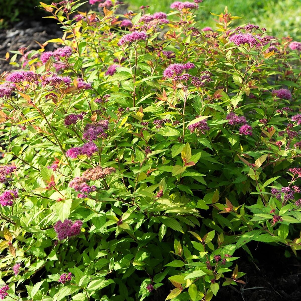 Bloomin' Easy Spiraea Rainbow Fizz 4" Potted Rocketliners by Van Zyverden